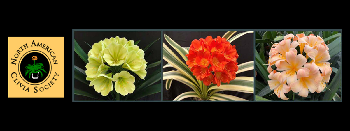 North American Clivia Society